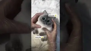 Claw-some Moment #asmr #visualtingle #slime #triggersforsleep #cat #unpacking #rainbowsoap #pets