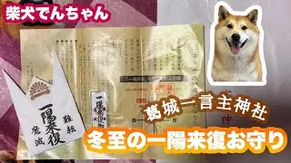 Shiba Inu Den-chan. Maybe because he visited Katsuragi Hitokotonushi Shrine 🤔 Watch how Den has g...