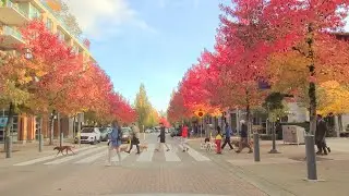 Autumn 2021 Driving in Vancouver British Columbia Canada | The Season of Colours | Life in Canada