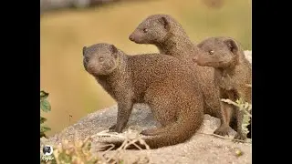 Common dwarf mongoose