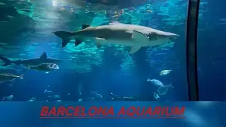 جولة في اكبر حوض سمك 🐠 ،Barcelona Aquarium 🇪🇸