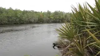 SFI Florida Forest Partners