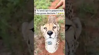 En fait c’est un lâché 🐆 hahaha #animal #animaux  #guepard #félins