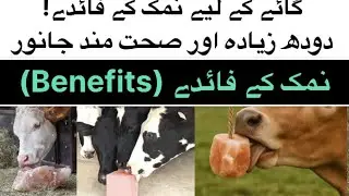 &ldquo;Farm Tips: Khurli Me Namak Rakhnay Ke Faide! | #dairyfarm #ytshorts #dairyfarm #livestock #pets 
