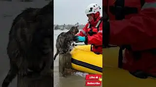 Realistic 4K Rain ASMR | Scared Cat Rescued from Flood | Emotional Rain Sounds