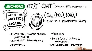 Learn How CHT&trade; Media Can Maximize Purity and Recovery in Downstream Processing