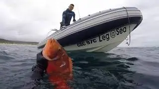 Spearfishing Southern Cape(Garden Route) RSA