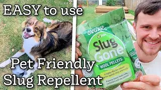 Benefits of using DOG FRIENDLY slug repellent for your garden.. Pros and Cons