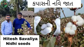 કપાસની નવી જાત નિધી રિવેરા/ Cotton variety/ Nidhi seeds Nidhi Rivera