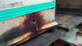 Dicas de manejo uruçu amarela Bugia ! 🐝