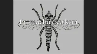 Promachus sackeni