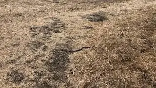 Western yellow-bellied racer (Coluber constrictor mormon)