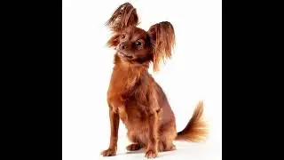 Russian Toy Terrier Says Hello