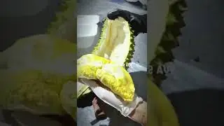 Cutting a Long Durian &ndash; Best Quality! 🥥 | #Shorts