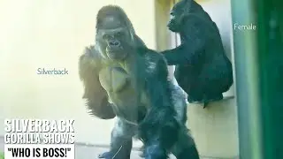 Серебряная горилла не хочет отпускать свою самку. Семья Шабани