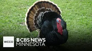 Wild turkeys become a nuisance for Minnesota residents