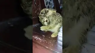 how rabbit clean their face#shorts #short #viral #viralshorts  #trending  #animal