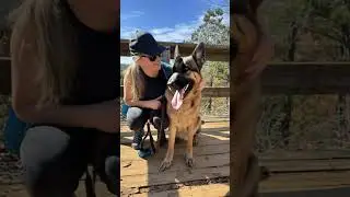 The Ultimate Hiking Buddy: 5 Tips for Hitting the Trails with Your German Shepherd