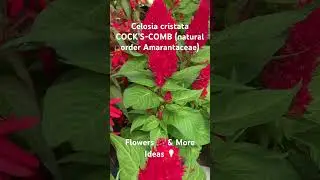 Celosia cristata COCK&rsquo;S-COMB (natural order Amarantaceae)Flowers 🌺 & More Ideas 💡