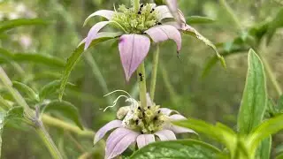 Collect Seeds From Dotted Horsemint/Bee Balm