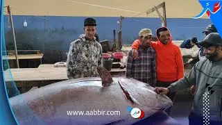 أسفي.. أكبر سمكة المغرب 