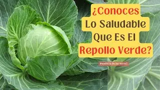 ¿Conoces Lo Saludable Que Es El Repollo Verde?