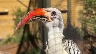 Tropical Treasures takes flight: Inside the new immersive aviary at the North Florida Wildlife Ce...