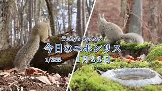 今日のニホンリス　１月２２日