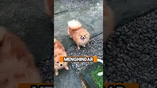 Kesalahan Kamu Menangani Social Anxiety Anabul  #dog #dogshorts #anjing #doglife #dogtraining
