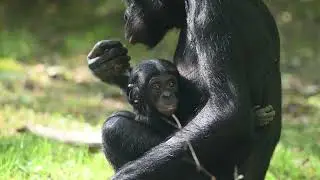 K&ouml;lner Zoo Bonobo Kijani