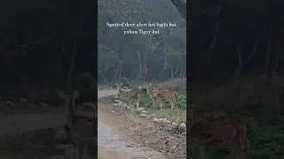 Friends a tiger is about to come here ! Khinanoli dhikala jim corbett park #ctr #wildlife #tiger