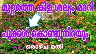 പൂപ്പാടം ഒരുക്കാൻ പുതിയ രീതി Malanad Wayanad Gardening Tips |  Pathumani Plant in Malayalam