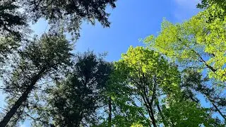 Exploring PACIFIC SPIRIT Regional Park in Vancouver! 🇨🇦