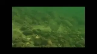 Impulse Reactionary Baits