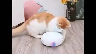 Interactive Cat Toy Stimulates Cat's Senses & Instincts