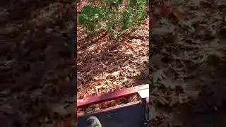 Exmark Ultravac eating leaves