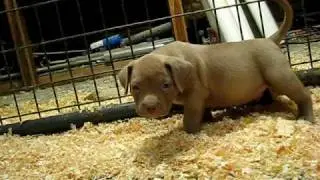 Central Coast Pitbulls Champagne puppy