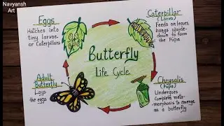 How to draw Life Cycle of Butterfly diagram / Step by step Science diagram drawing / labeled diagram