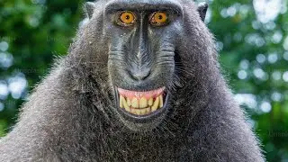 Cleaver man and monkey's story😘😜👍