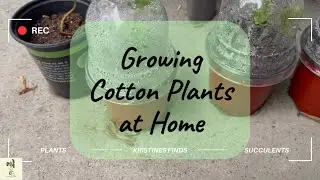 Grow Cotton Plants at Home Container Garden Cotton Plants How to Grow Cotton #cottonplant