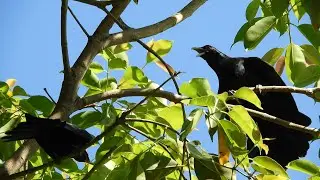 asian koyal ki bole - best cuckoo bird song sound - koel ki awaz 4k ultra hd