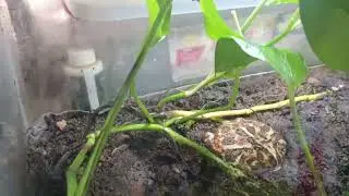 Have you ever seen a round-shaped carnivorous frog?