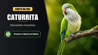 Canto da Caturrita - (Myiopsitta Monachus)