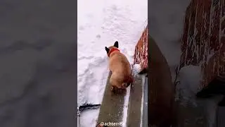 Dog playing in the snow#funny