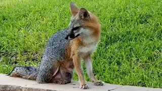 Part 7 - Gray Foxes - Mother & Father with Babies - Texas Hill Country - Canyon Lake, TX