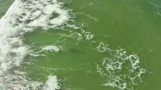 Sharks swimming at New Smyrna Beach, Florida