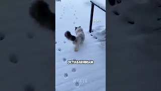 Эта кошка умнее, чем кажется
