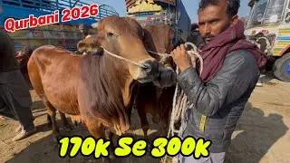 170k Se 300k Ke Bachre Cow Mandi Shapur Kanjra Lahore | Desi Bachre | Lahori Shauk | Lahore Cow 