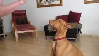 Pharaoh Hound puppy learns how to SMILE