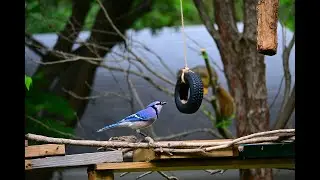 4k Live Texas Bird Feeder Cam | ~ 42 Species